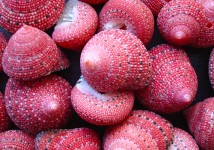 Strawberry Top Seashells (10 pcs.)