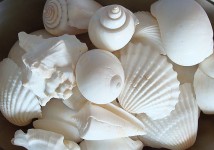 White Seashell Mix (15 pcs.)