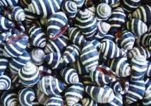 Bee Hive/Bumble Bee Seashells (25 pcs.)