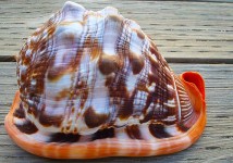 Bullmouth Helmet Seashell (5-6")