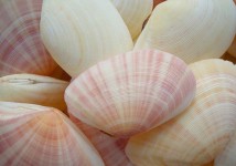 Sunrise Tellin Clam Seashells (20 pcs.)