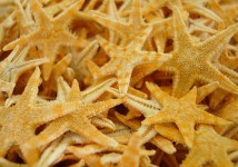 Mini Tan Starfish (appx. 50 pcs.)