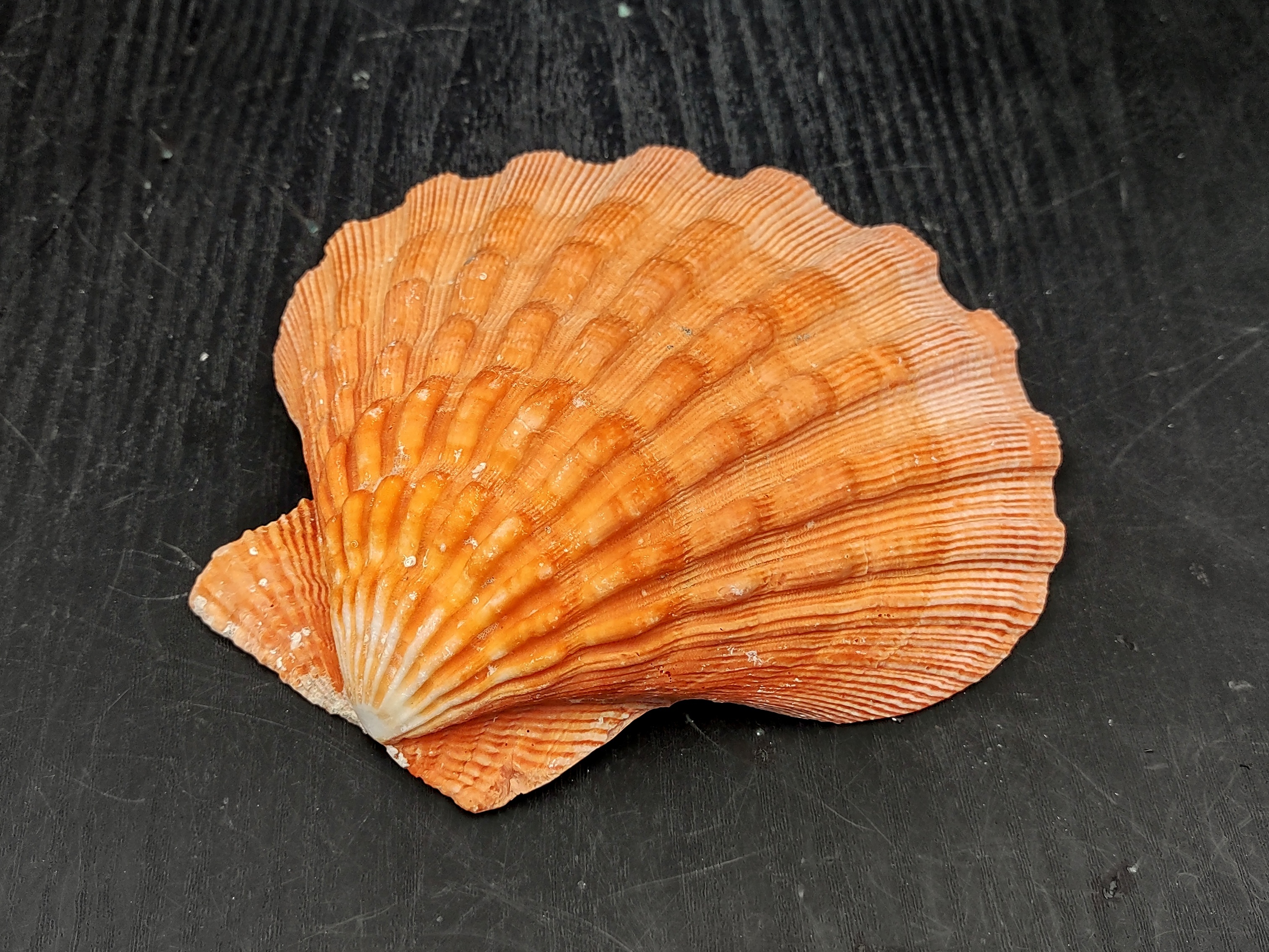 A Grade Orange Lions Paw Shell