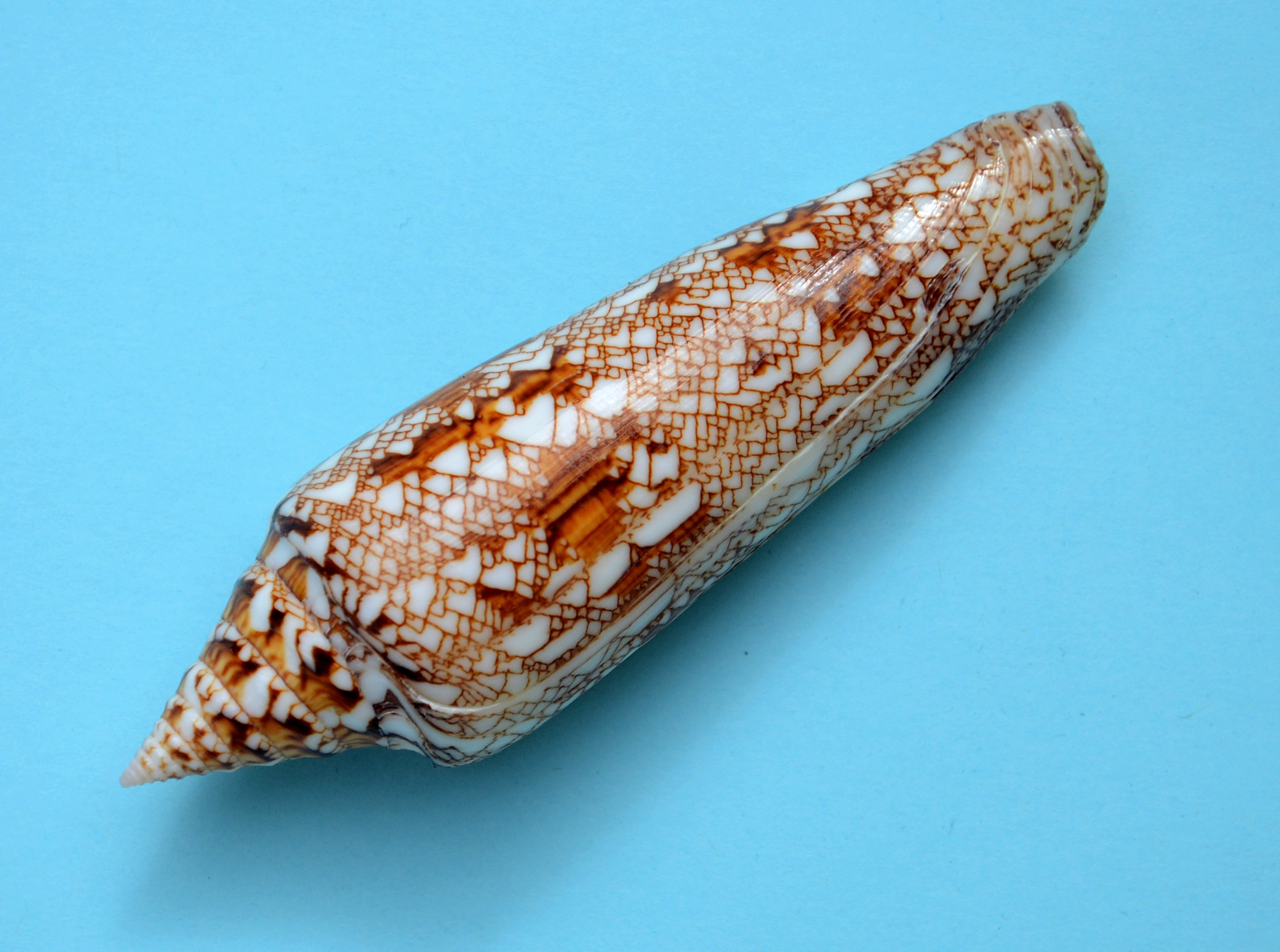 Glory Of The Sea cone shell