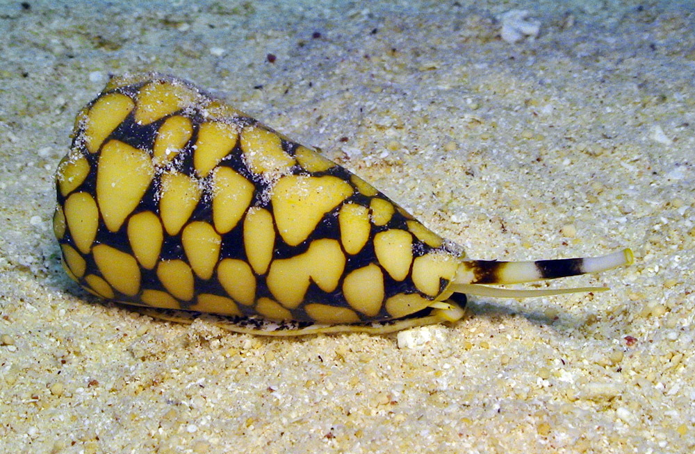 Marble Cone