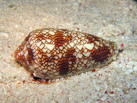 Geographic Cone Shell