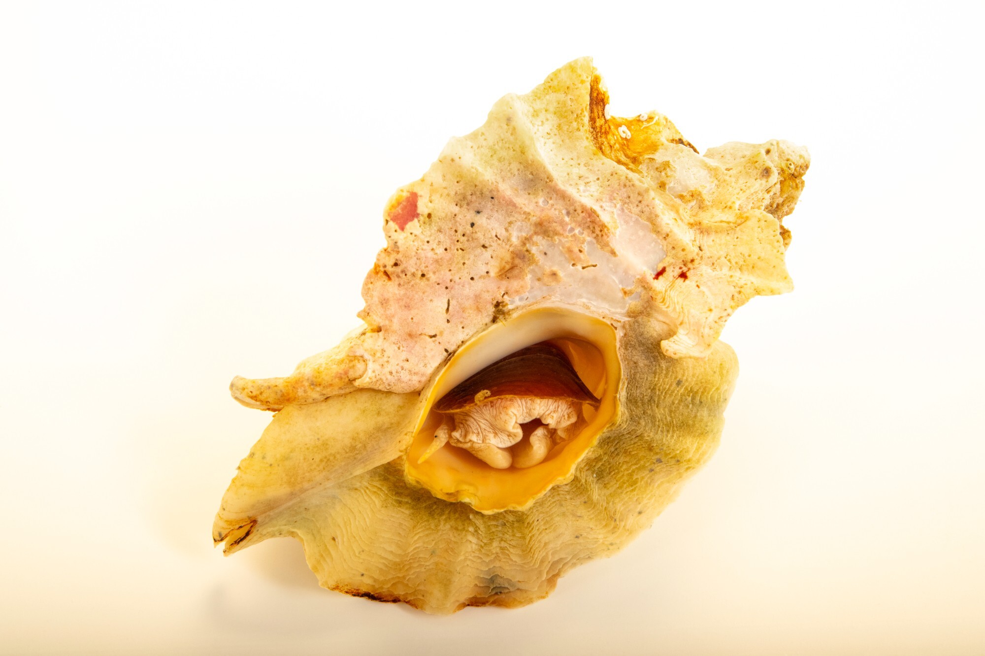 Leafy Hornmouth Shell