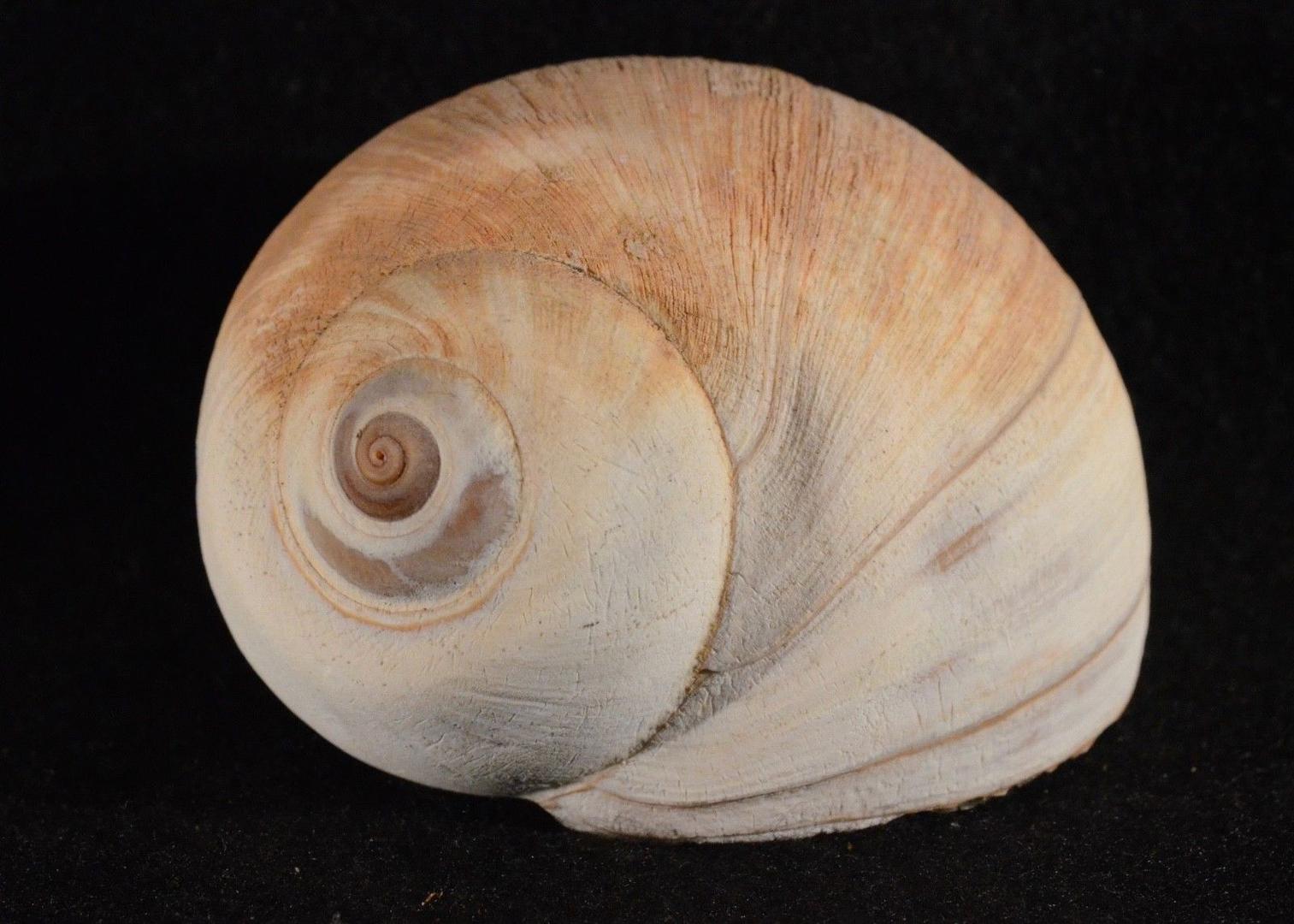  a Lewis Moon Shell