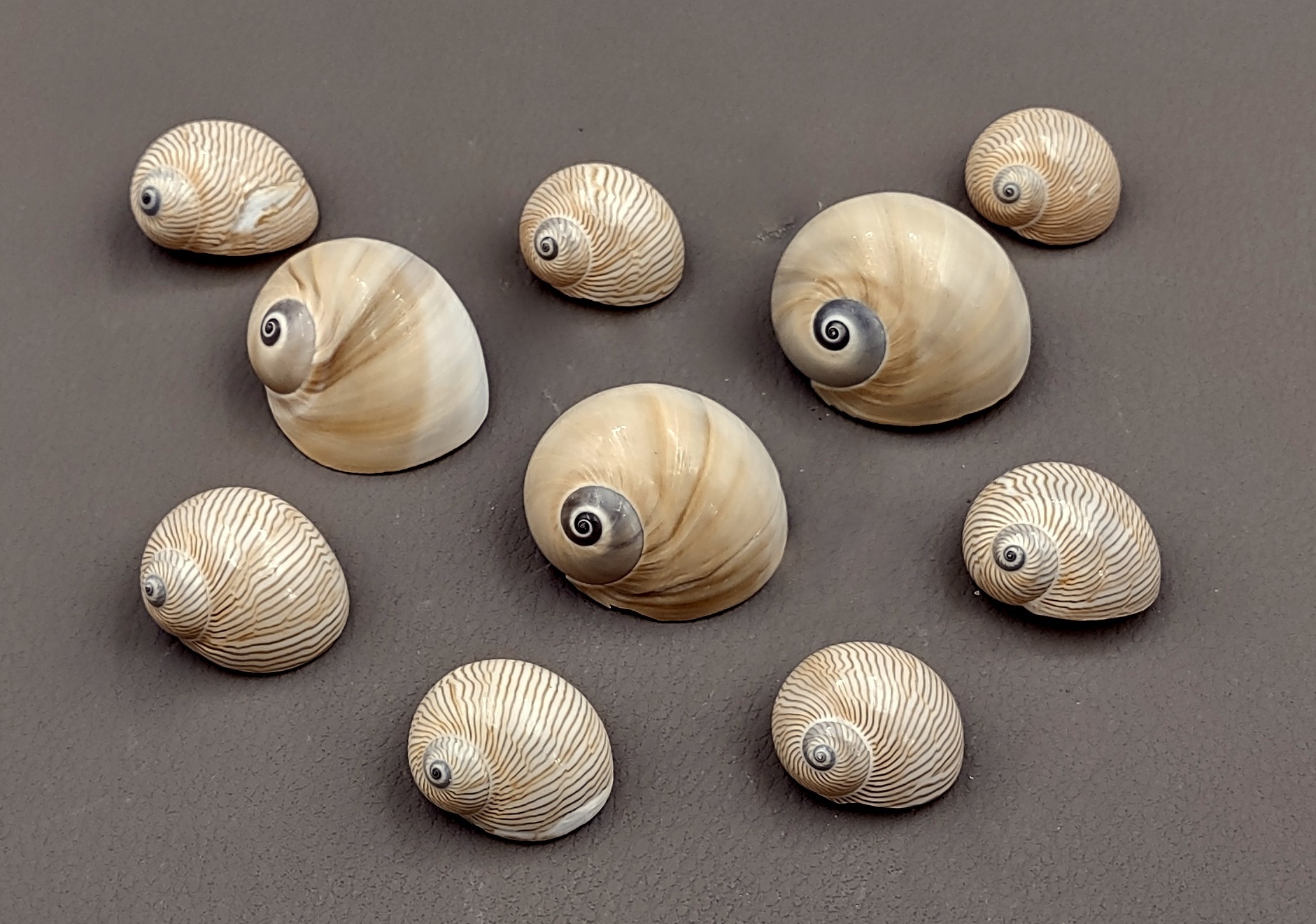 Moon Shells