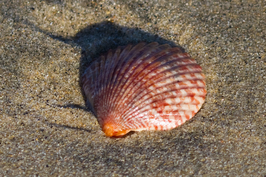 pacificcalscallop.jpg