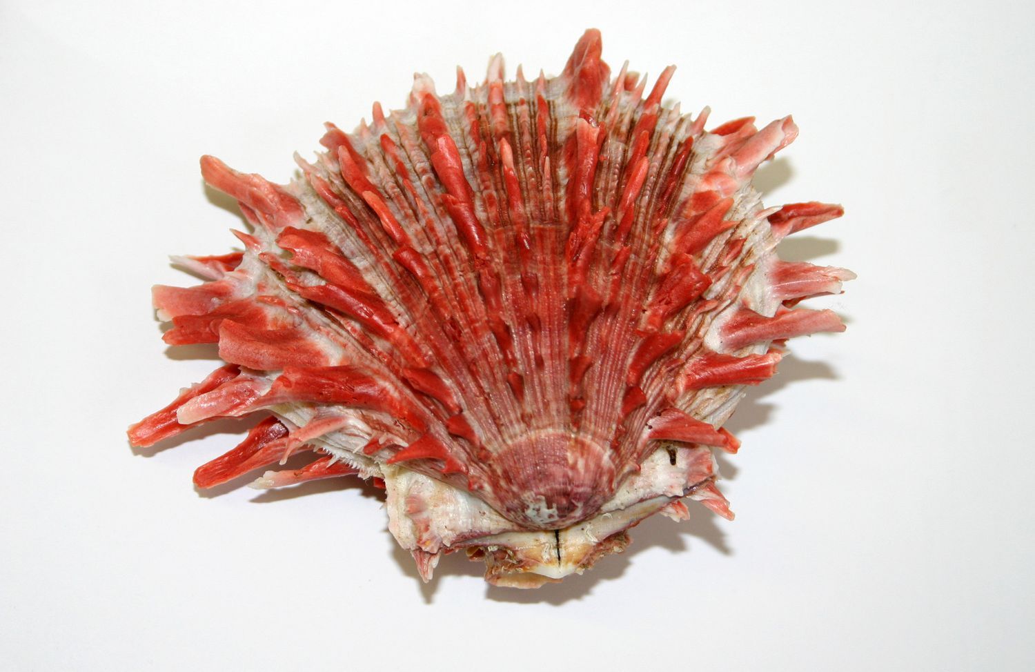 pacificspineoy.jpg