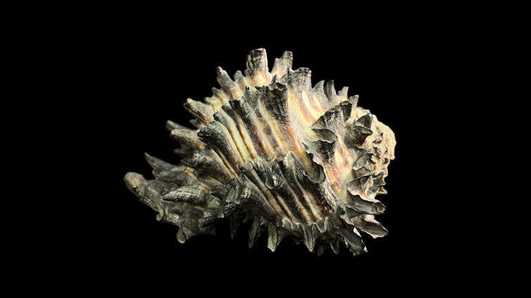 pblackmurex.jpg
