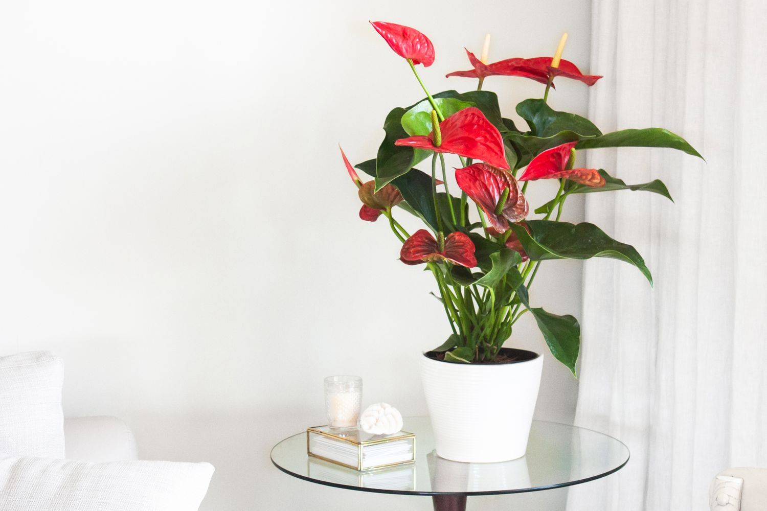Antherium plant