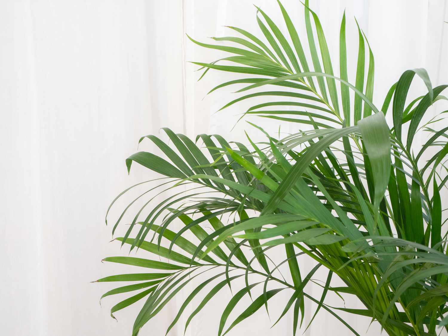 An areca palm tree