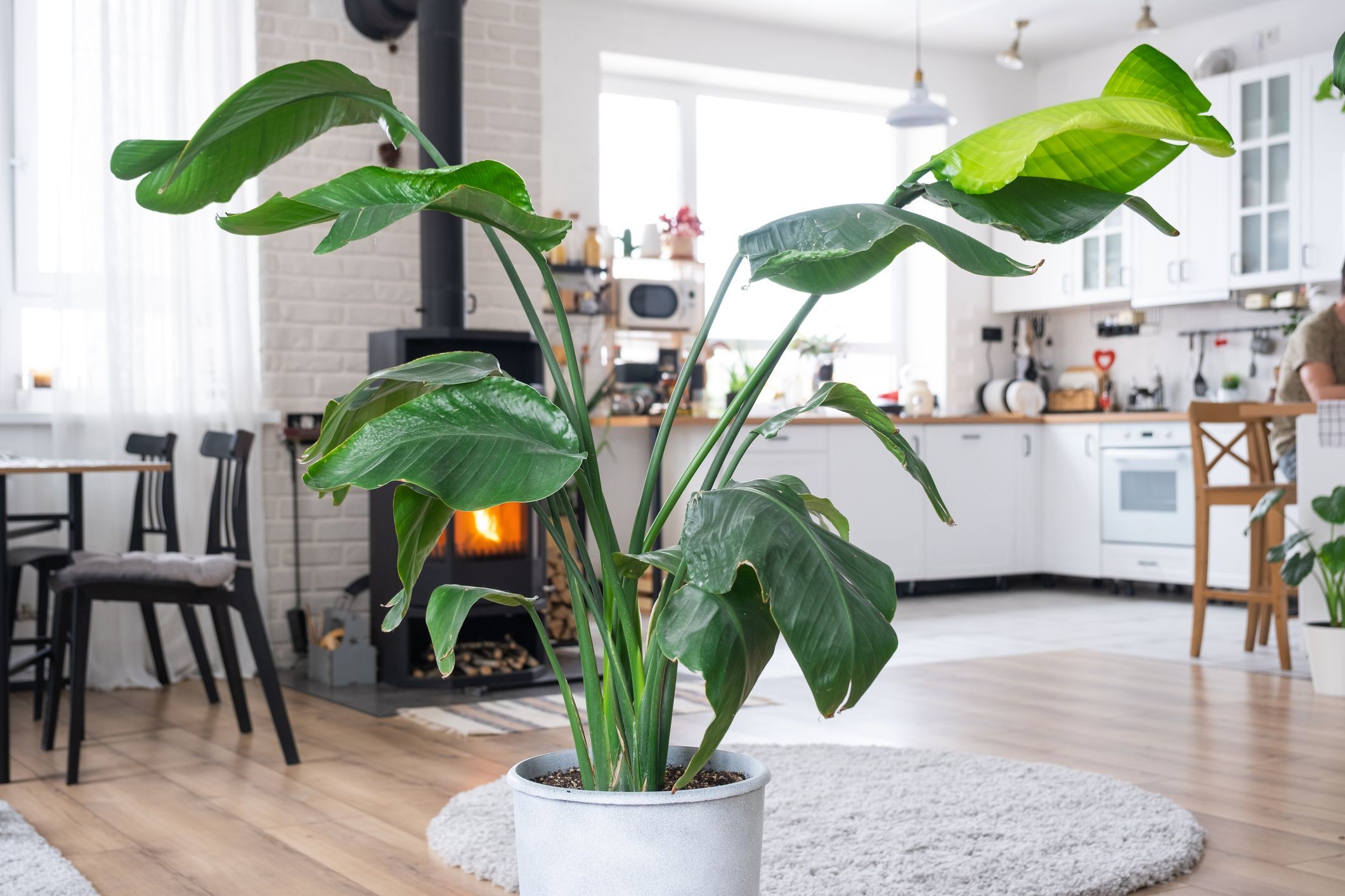 Bird of Paradise plant