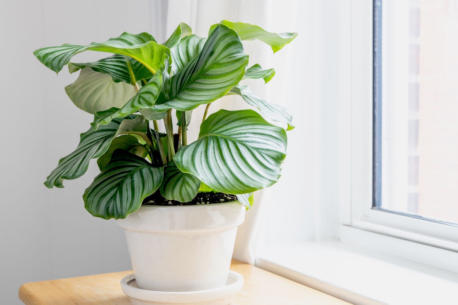 Calthea Plant