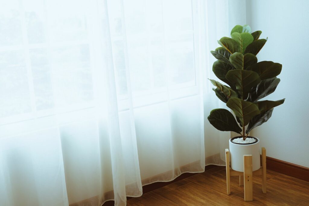 Fiddle Leaf Fig Plant