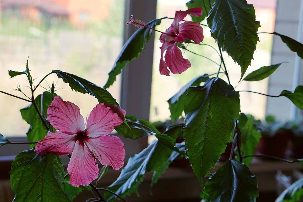 hibiscus Plant