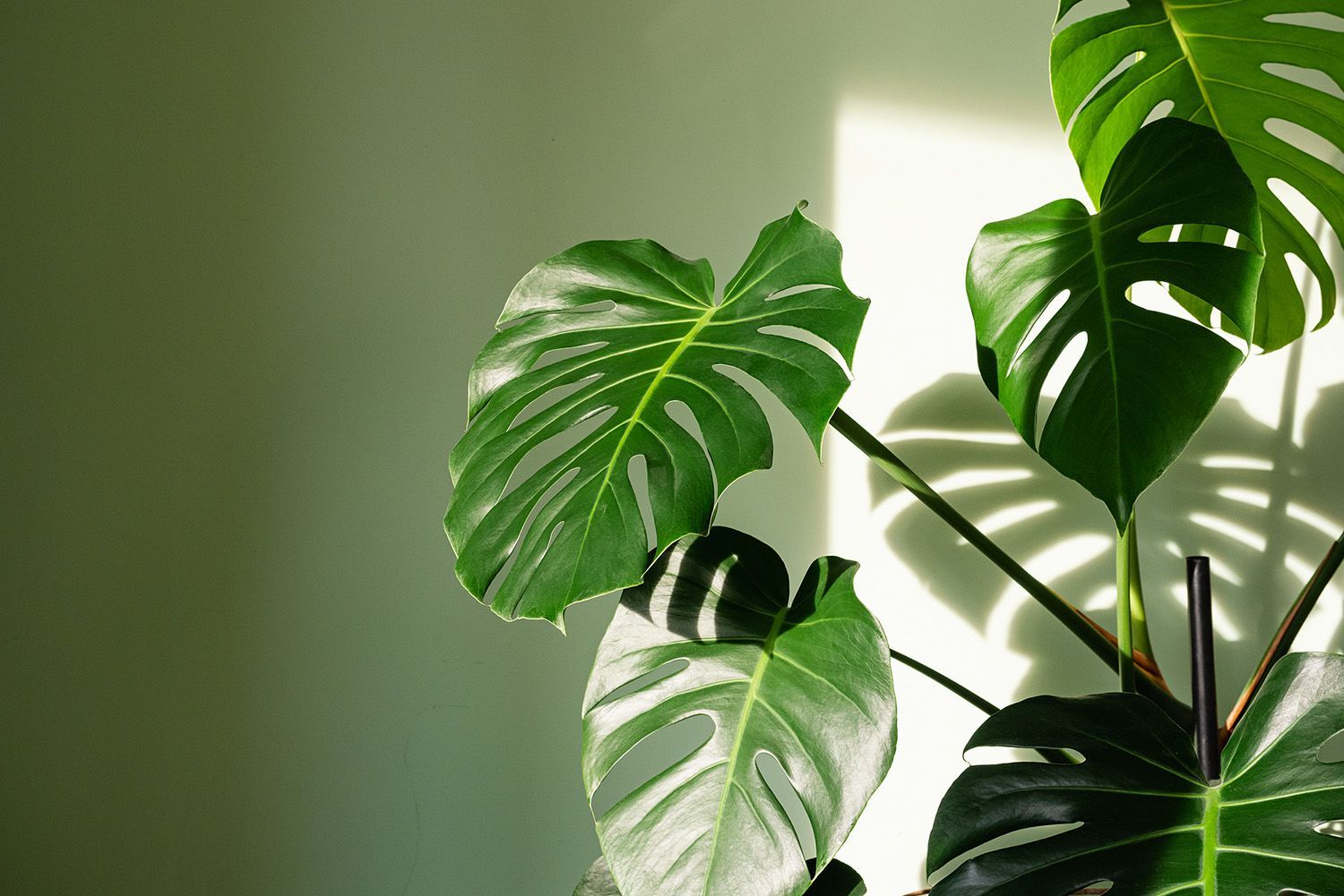 Monstra Plant