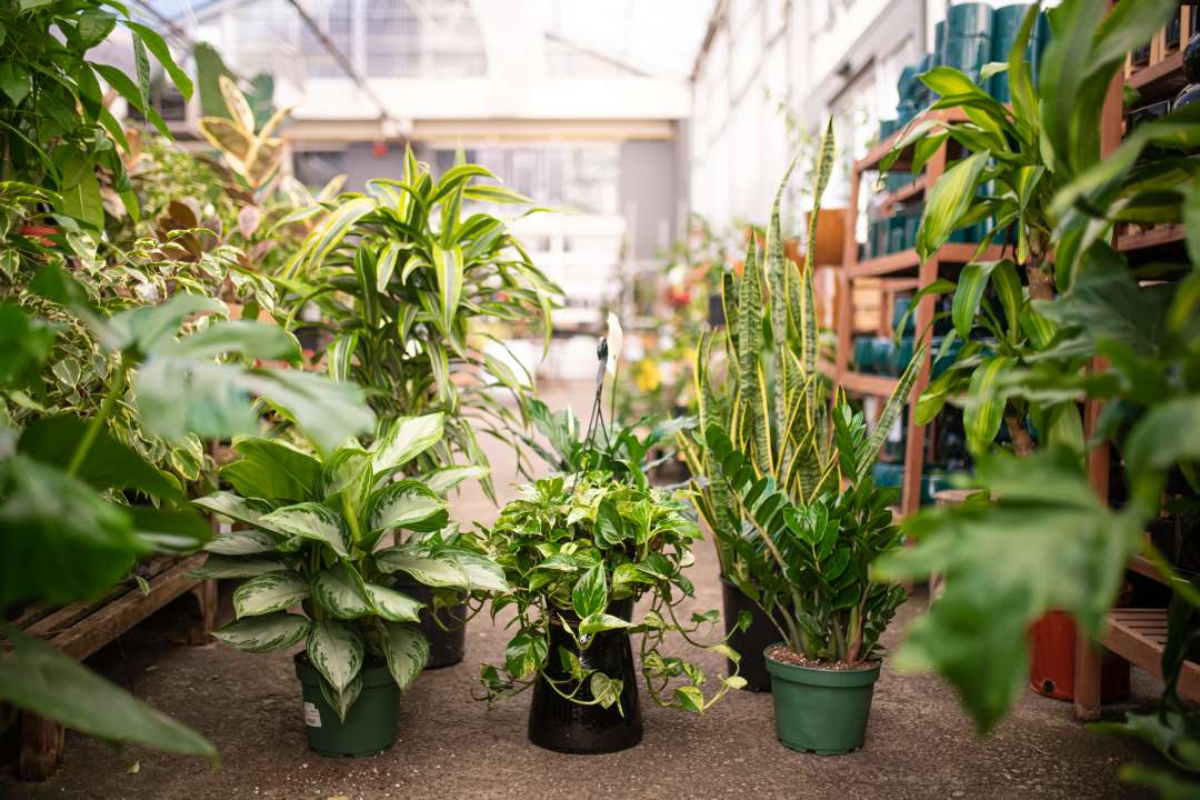 Group of tropical plants