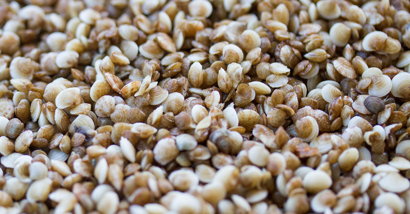 A pile of very young shellsfish