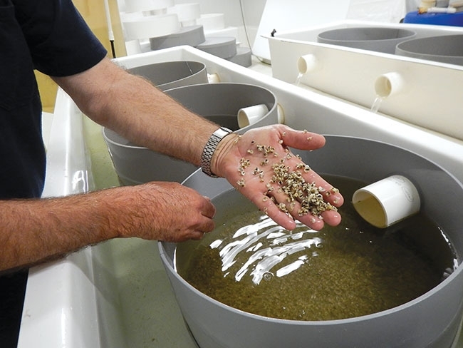 A sink full of spat.