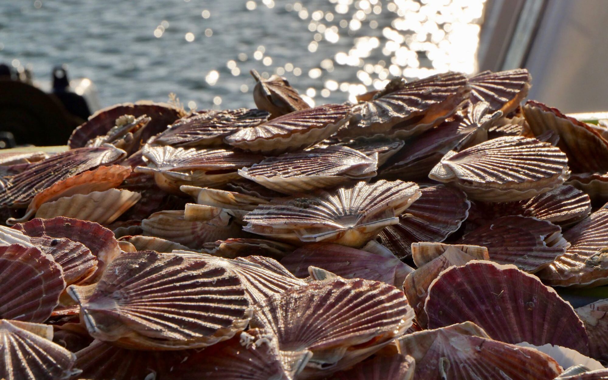 a pile of scallop shells at a farm