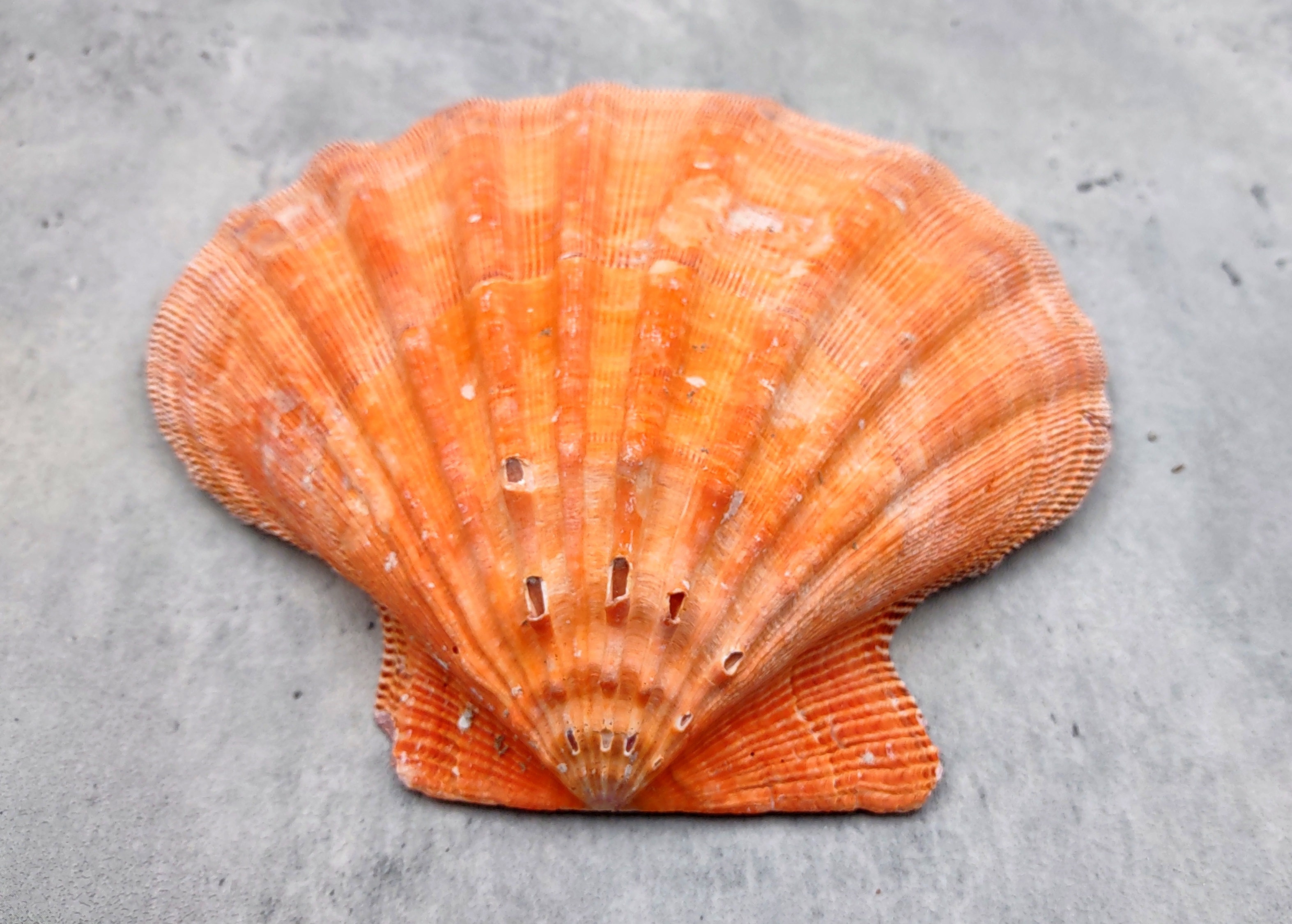 B Grade Orange Lions Paw Shell