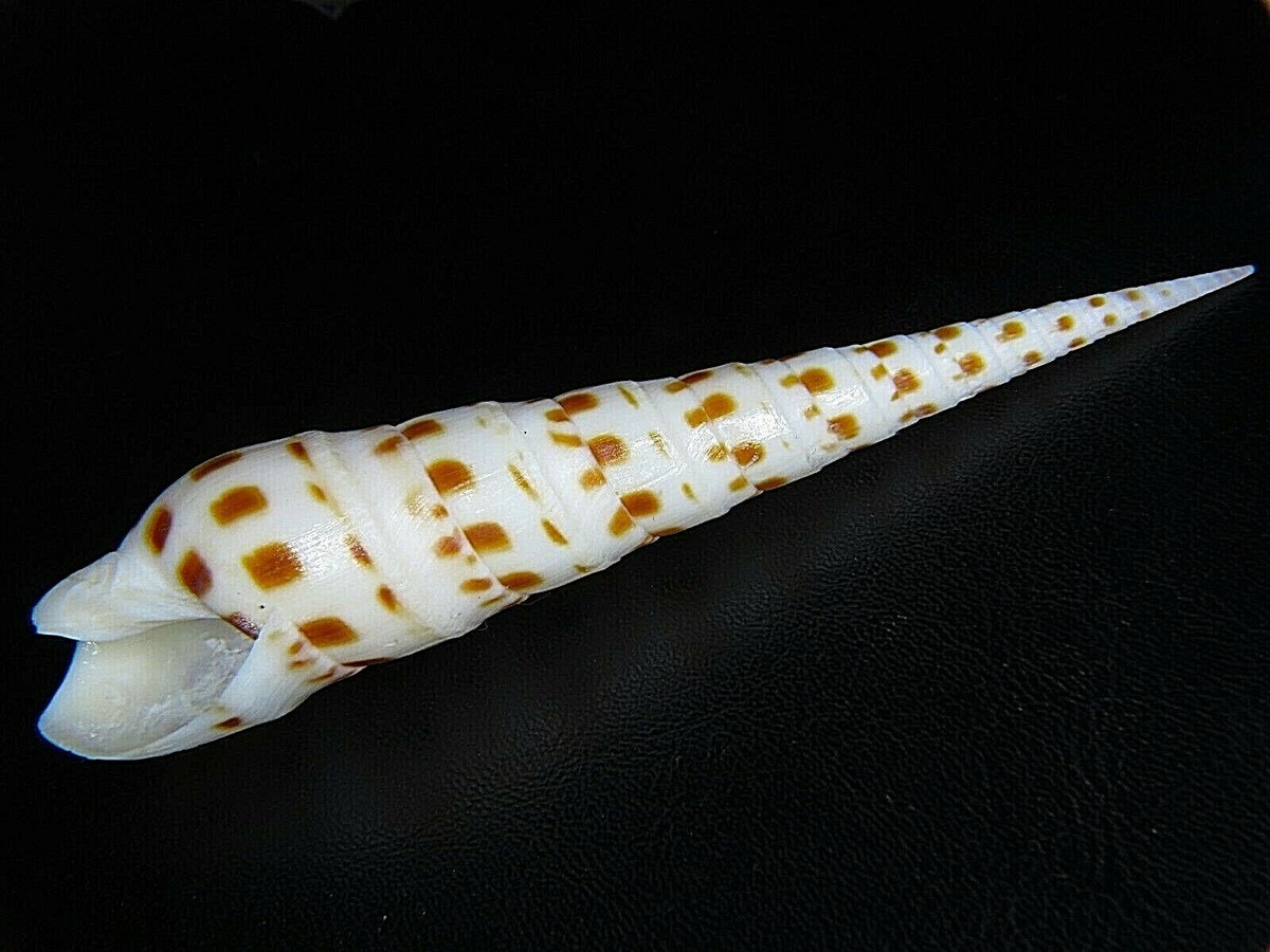 Specimen Grade Terebra Areolata